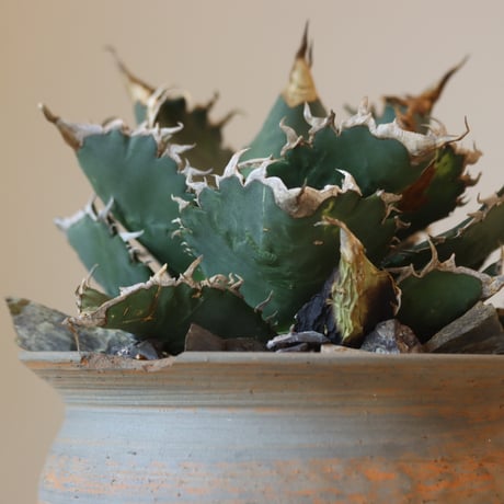 《Style of Chika》Agave titanota solareclipse × N/OH  no.301-7