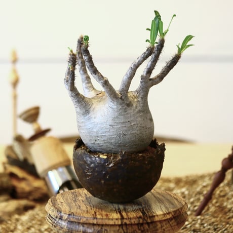パキポディウム  グラキリス / Pachypodium  gracilius   no.52103