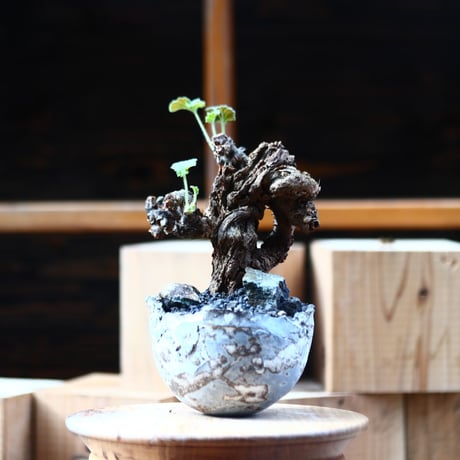 ぺラルゴ二ウム   エキナツム／Pelargonium  lechinatum   no.111447