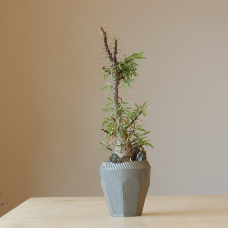 Fouquieria purpusii × N/OH no.228-4 | 芽の巣山