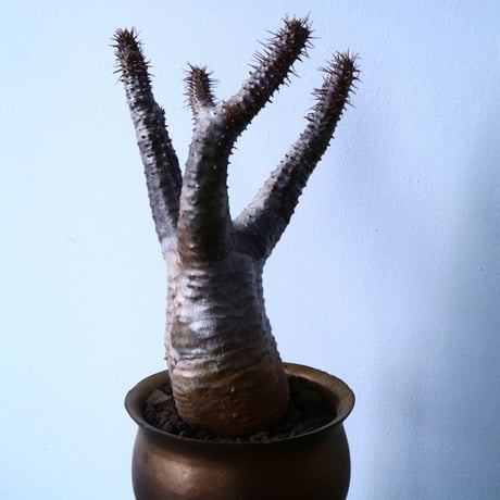 パキポディウム  カクチペス  Pachypodium rosulatum var. cactipes  No.31025