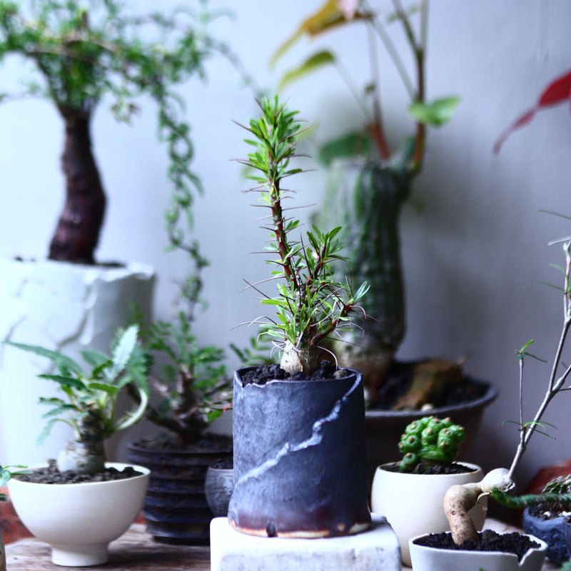 フォークイエリア プルプシー 実生 Fouquieria purpusii no