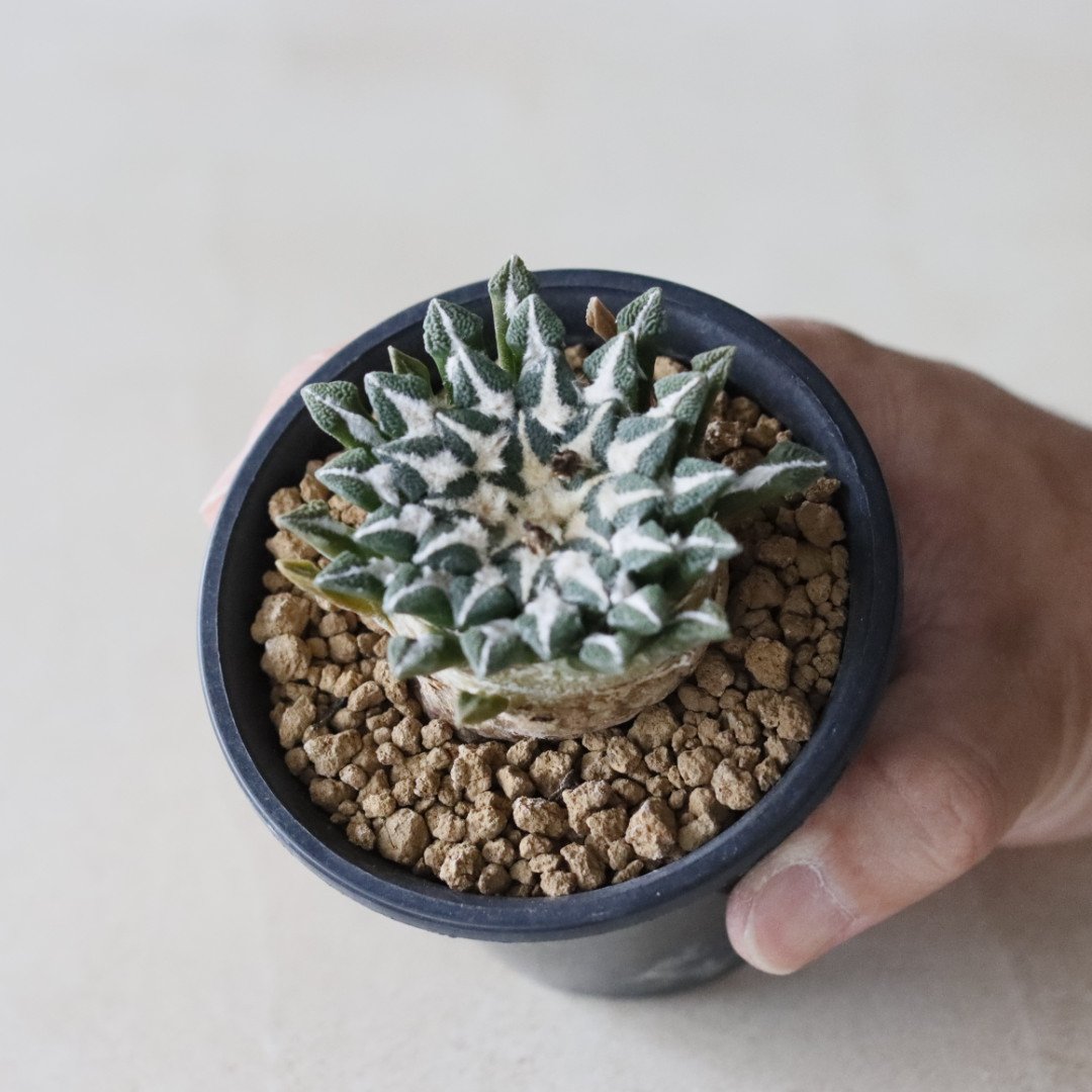 レア 羅本製所 龜甲牡丹君 黒金Ariocarpus 希少 Ariocarpus kotschoubeyanus / 黒牡丹 (3号鉢) no.913/