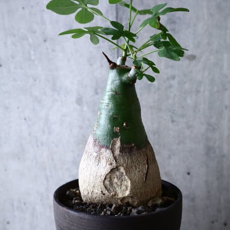 アデニア   グラウカ    Adenia glauca   no.018