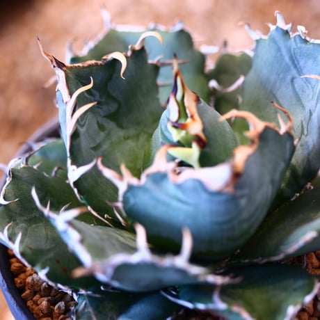 【9/9入荷未発根未活着ベアルート植込み】 Agave titanota White Whale    no.91772