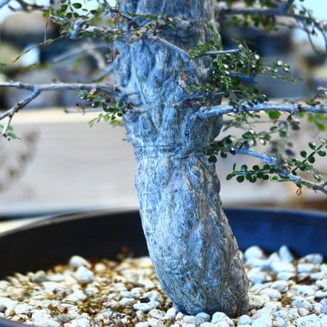 Operculicarya decaryi (プラ鉢)　 no.107137