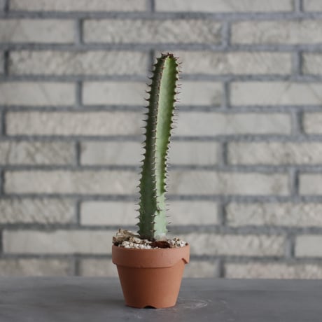 Euphorbia 墨麒膜 / T.W. × YAMABACHI (3号) no.329/35