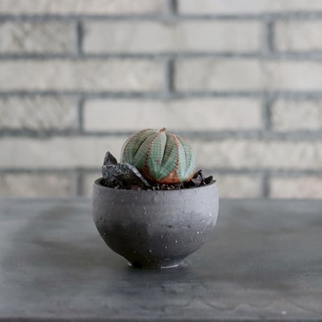 Euphorbia obesa  × N/OH (3号)  no.1019/7