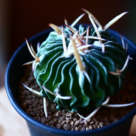 エキノフォスロカクタス 鶴鳳竜   Echinofossulocactus tricuspidatus   no.111572