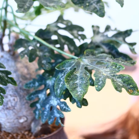 Adenia metamorpha × たけろうポット   no.90341