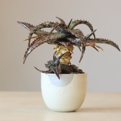 Aloe somaliensis × N/OH  no.309-2