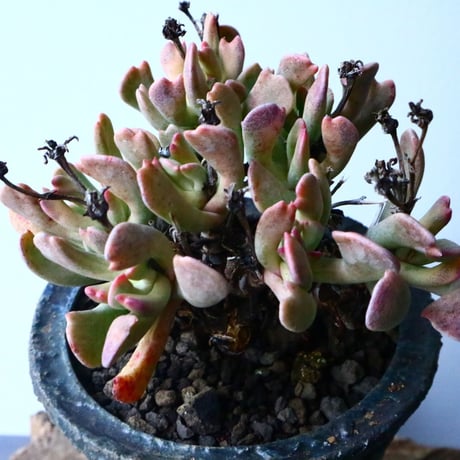 ロンボフィルム 扶刀乱麻  白班Rhombopyllum nelii f  variegata. No.022