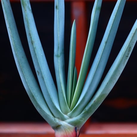 アロエ  プリカティリス     Aloe plicatilis    no.122695