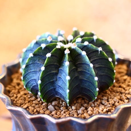 ギムノカリキウム フィードリッフィーLB2178 / Gymnocalycium friedrichii    no.80601