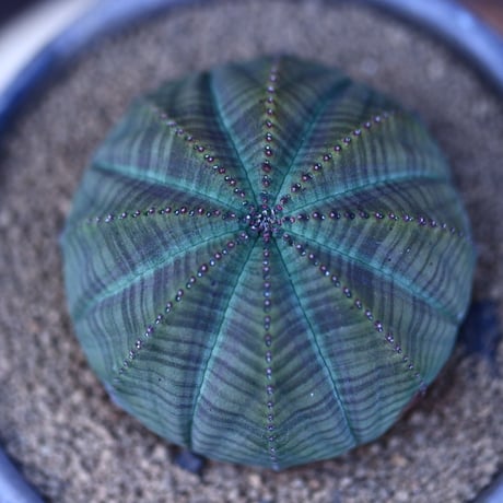 ユーフォルビア  オベサ／Euphorbia obesa    no.13009