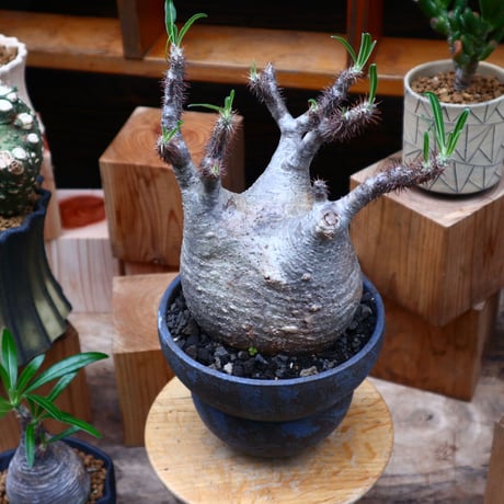 パキポディウム  グラキリス／Pachypodium  gracilius     no.61903