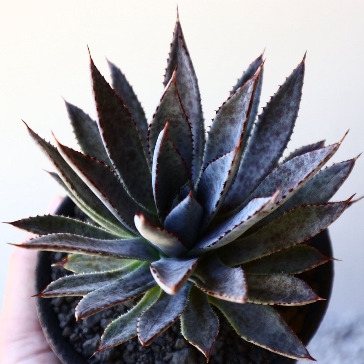 マンガベ ブラッドスポット × パープルピープルイーター オリジナルhyb. マンガベ ブラッドスポット × パープルピープルイーター