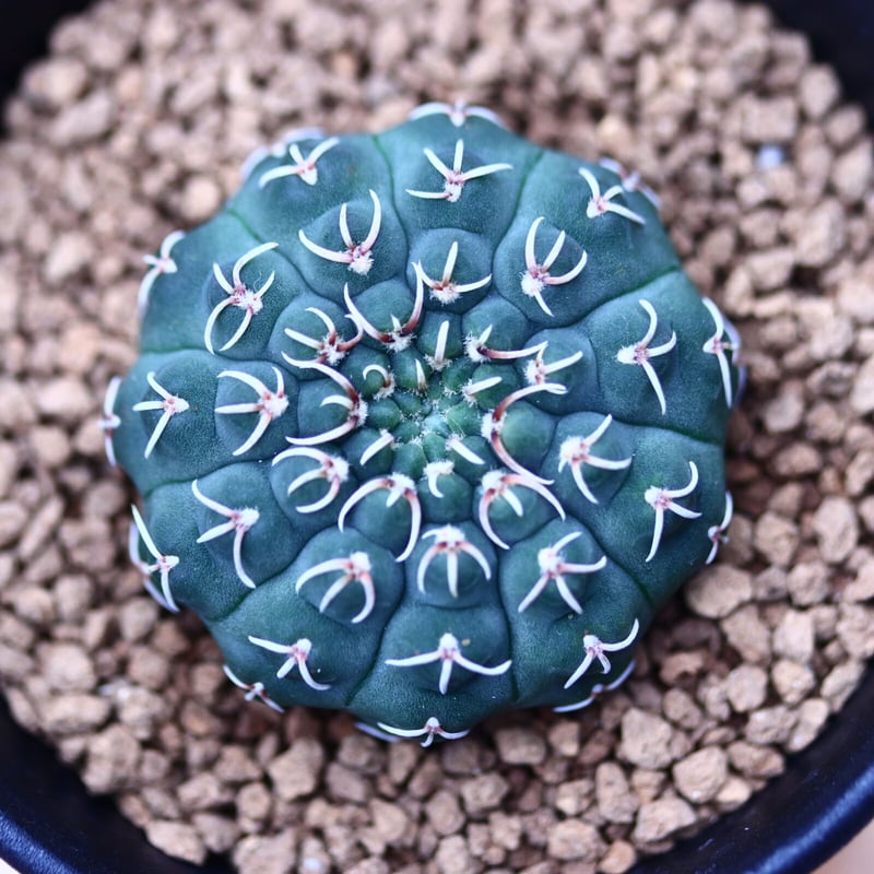 ギムノカリキウム 瑞昌玉 Gymnocalycium stellatum var. kle