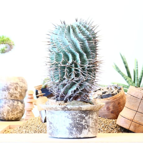 Euphorbia horrida 'major'  × たけろうポット   no.91752
