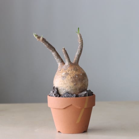Pachypodium gracilius × YAMABACHI var.N/OH (3号鉢)   no.420-52