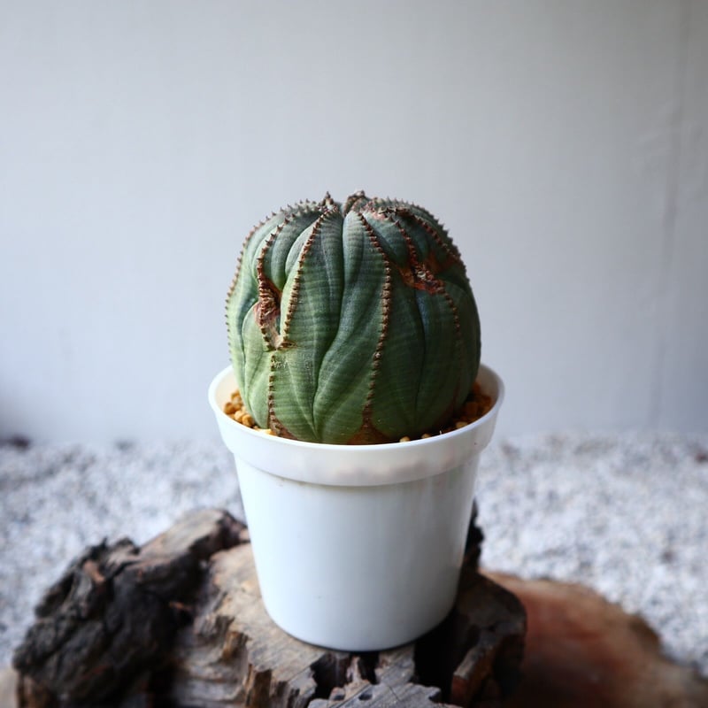 ユーフォルビア オベサ Euphorbia obesa no.102808 | 芽の巣山