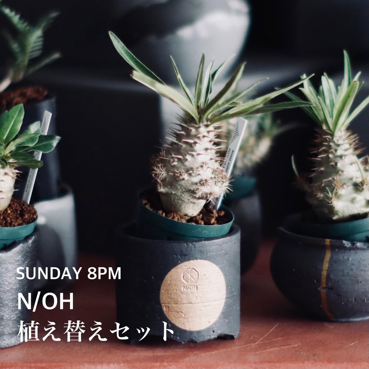 Next SUNDAY 8PM/-N/OHの植え替えセット-夏な植物色々と。 | 芽 Next SUNDAY 8PM/-N/OHの植え替えセット-夏な植物色々と。 | 芽