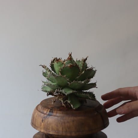 U.S. filigree (Agave titanota filigree) / Style of Chika　no.1227-41