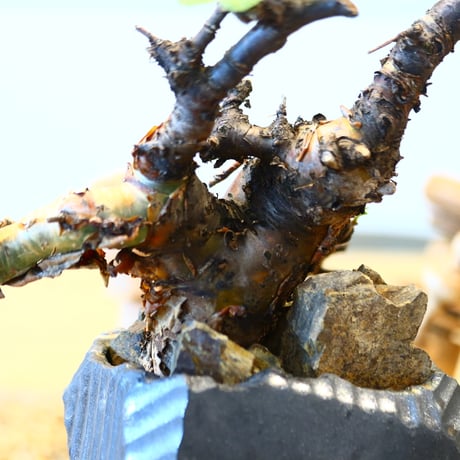 Commiphora boranensis × N/OH  no.20428