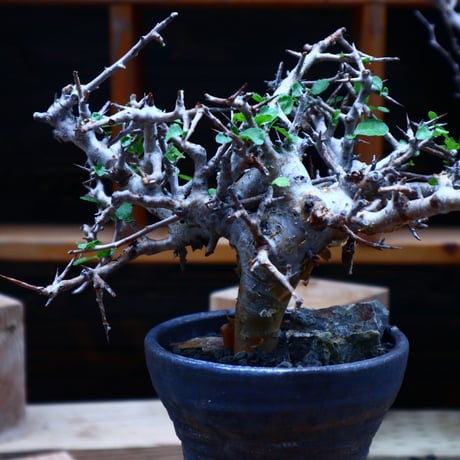 コミフォラ  ワイティ／Commiphora wightii   no.53046