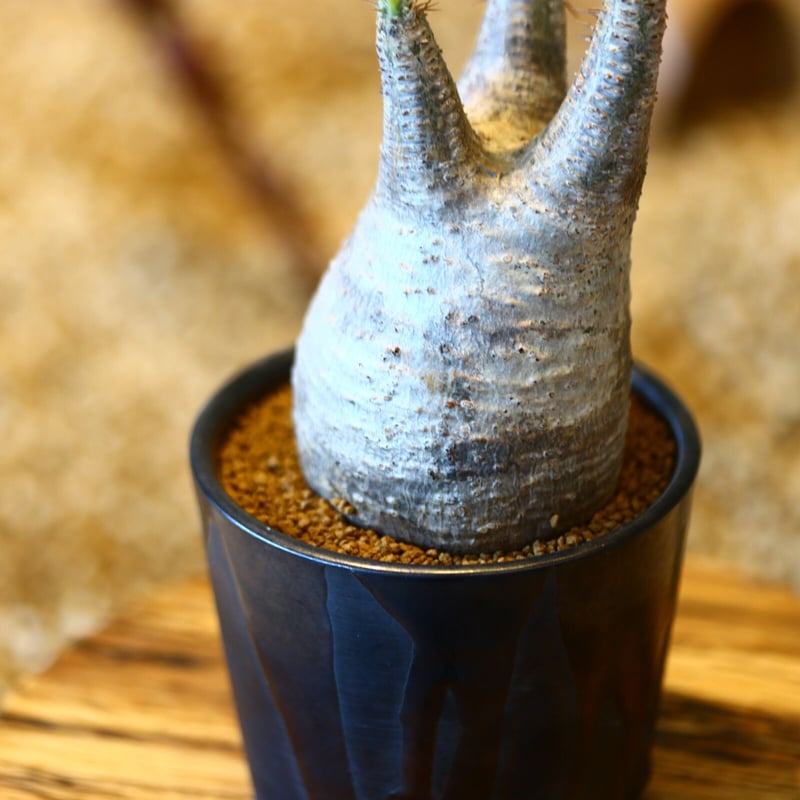 パキポディウム グラキリス / Pachypodium gracilius no.50