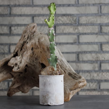 Euphorbia tortilis × Shin Tabata (3.5号)  no.629-37