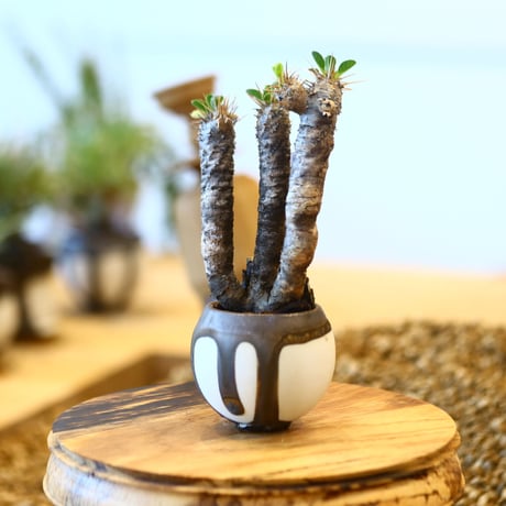 たけろうポット × Euphorbia guillauminiana   no.102214