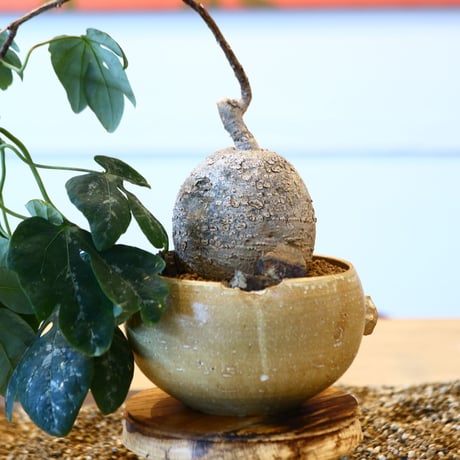 Adenia metamorpha × N/OH   no.100852