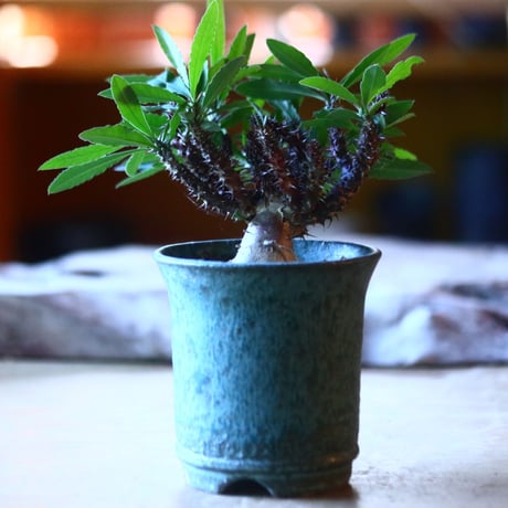 ユーフォルビア   花キリン  Euphorbia milii  no.70529