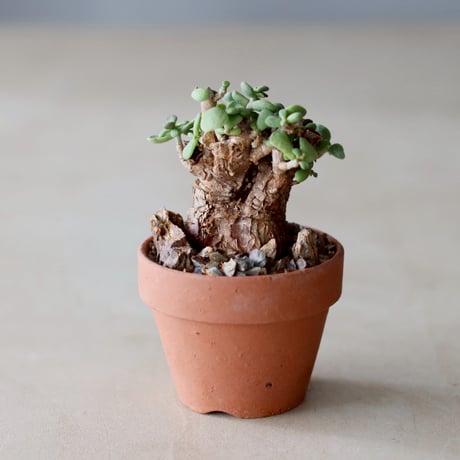 Ceraria pygmaea × YAMABACHI (3号)   no.104/40