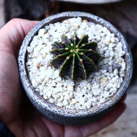 ギムノカリキウム   フィードリッフィーLB2178  Gymnocalycium friedrichii    no.71415