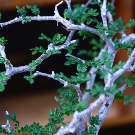 コミフォラ モンストローサ／Commiphora monstrosa   no.100353
