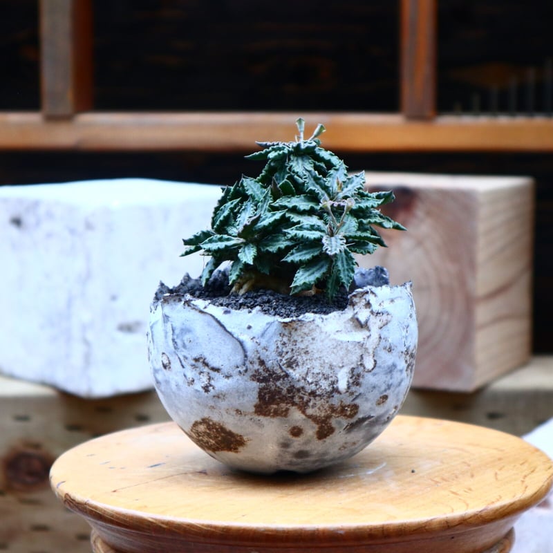 Ramat Planter #254× ユーフォルビア トゥレアレンシス Ramat Planter #254× ユーフォルビア トゥレアレンシス