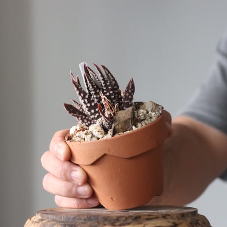 Haworthia 'Pumilochii' × YAMABACHI     no.912-9