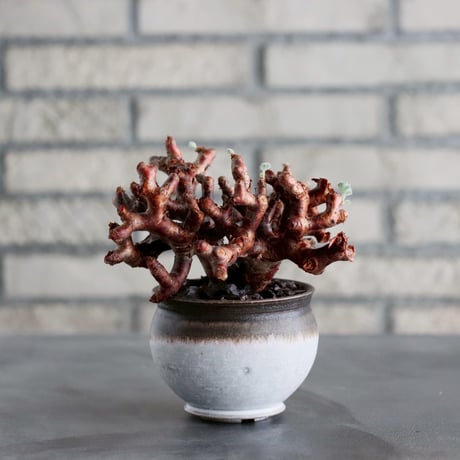 Pelargonium mirabile × 山山 特別共作鉢(3.5号)  no.1019/15