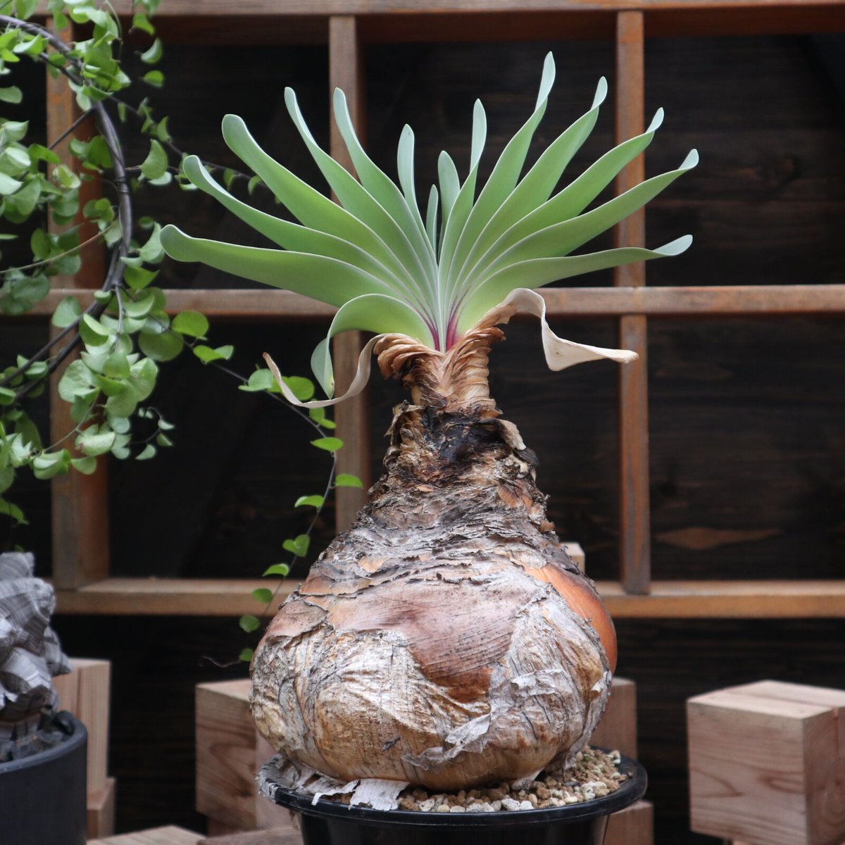 ブーフォン ハエマントイデス／Boophone haemanthoides no.1