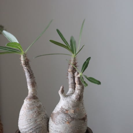 Pachypodium gracilius × N/OH    no.51229