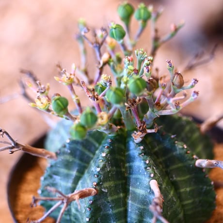 ユーフォルビア  バリダ♀ / Euphorbia valida    no.50703