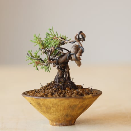真柏 / YOSHIZAWA3-SHOHINBONSAI   no.223-23