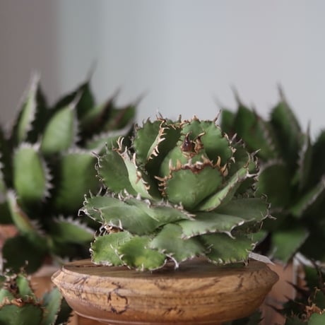 U.S. filigree (Agave titanota filigree) / Style of Chika　no.1130-3