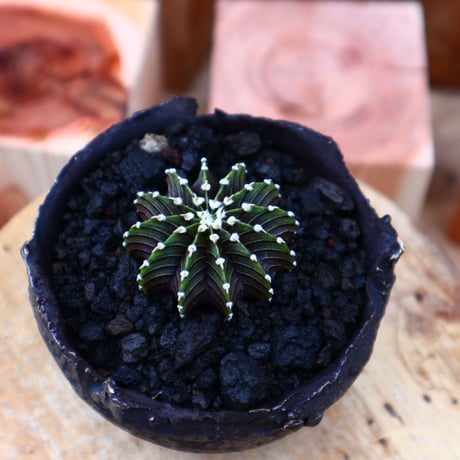 ギムノカリキウム   フィードリッフィーLB2178／Gymnocalycium friedrichii    no.50149