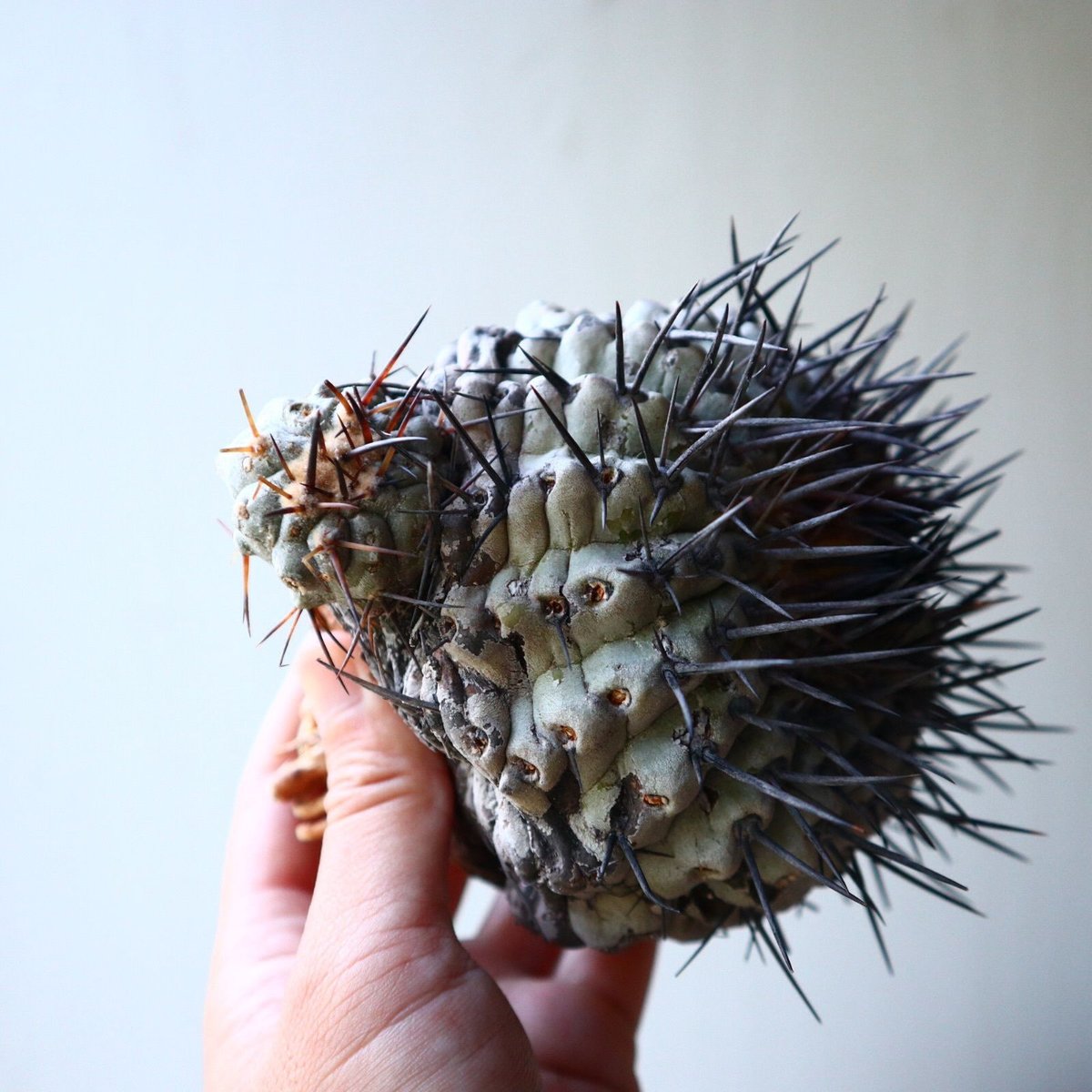 コピアポア 黒王丸 Copiapoa cinerea no.90204 | 芽の巣山