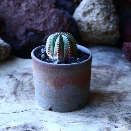 ユーフォルビア  オベサ    Euphorbia obesa　no.32219