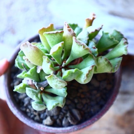 アドロミクス  ポエルニツィアヌス   神想曲  Adromischus poellnitzianus  no.11220