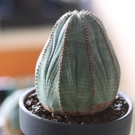Euphorbia obesa × YAMABACHI var. Atsushi Funakushi  no.905-25